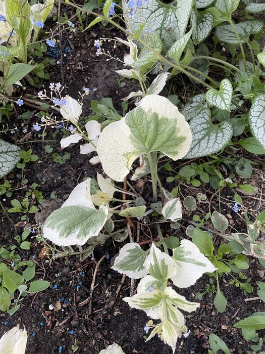 Dalie i byliny długo kwitnące