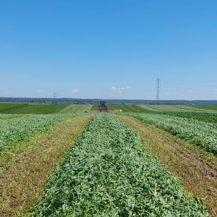 Sianokiszonka z Lucerny Bele 130cm z transportem