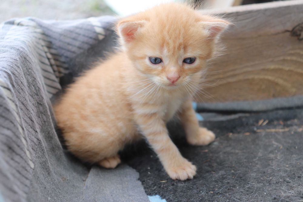 Віддам кошенят в хороші руки