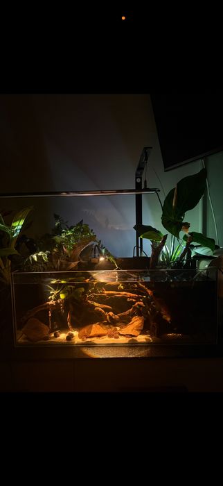 Akwaria z lampa chihiros