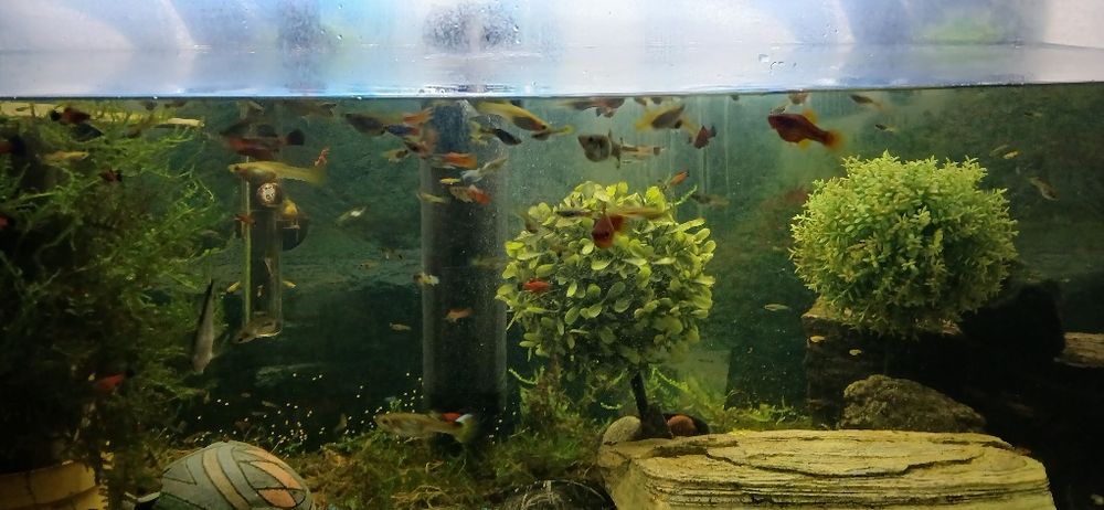 Sprzedam młode głupiki