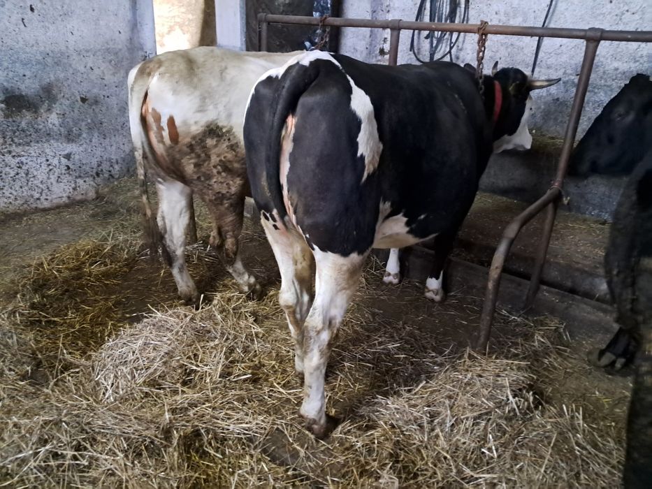 Jałówka na ocieleniu