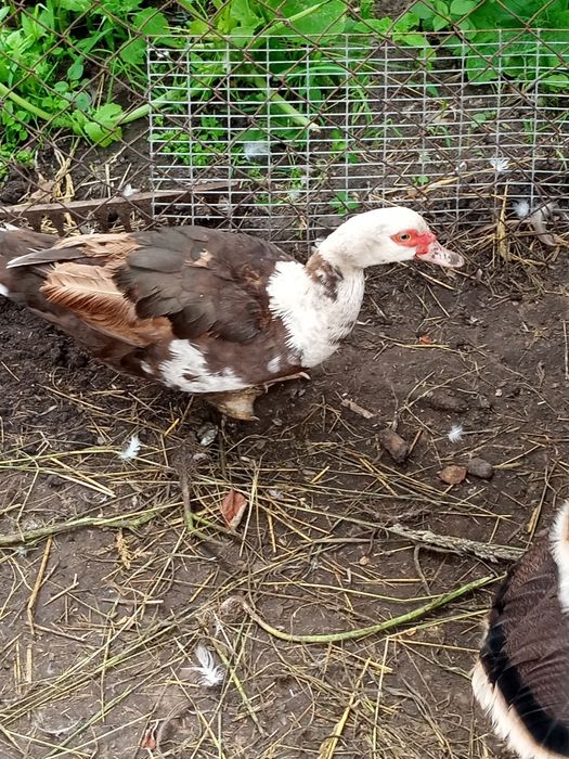 Інкубаційні яйця Мускусні качки