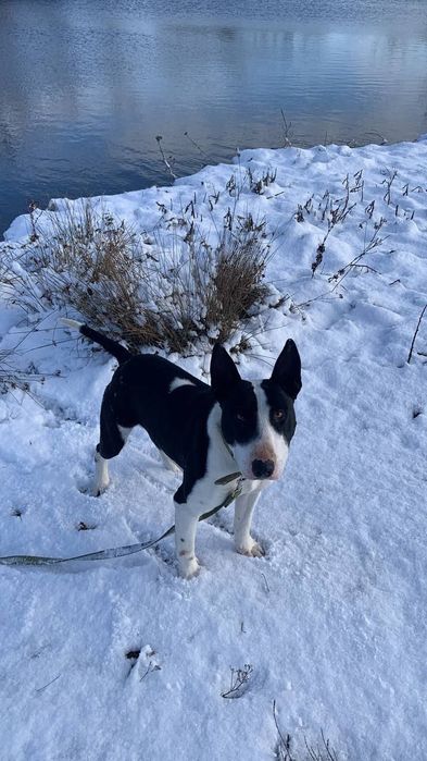 Султан в пошуках дому