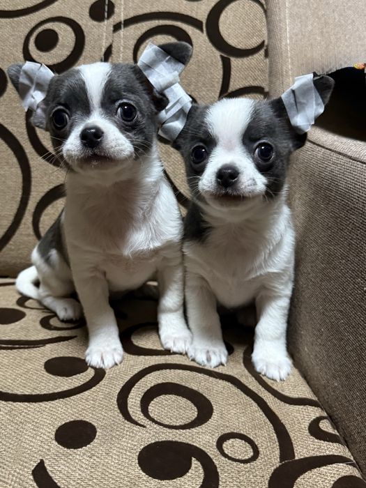 Чіхуашки міні, найкращі для кращих