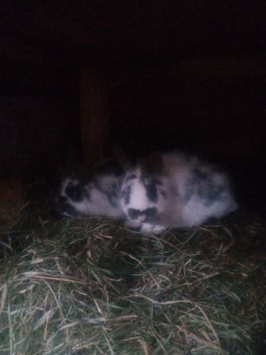 Króliki rasy mieszane i miniaturki