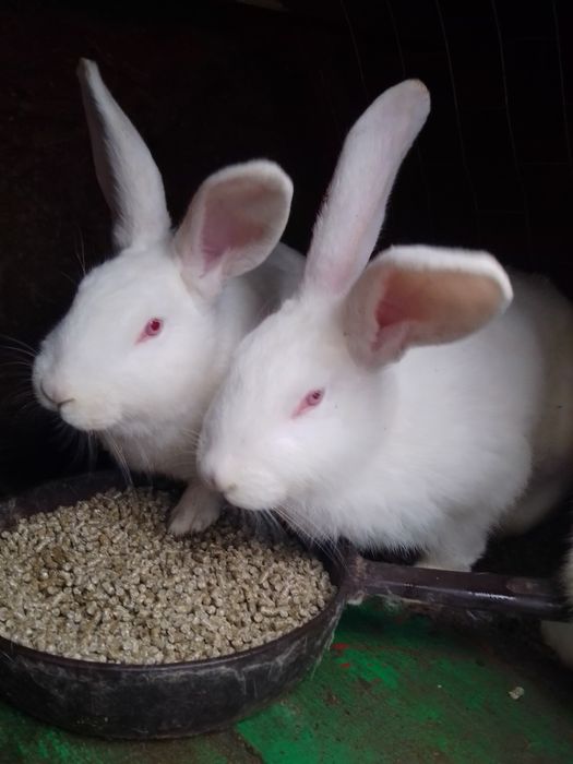 Кролі, кролики, термонці