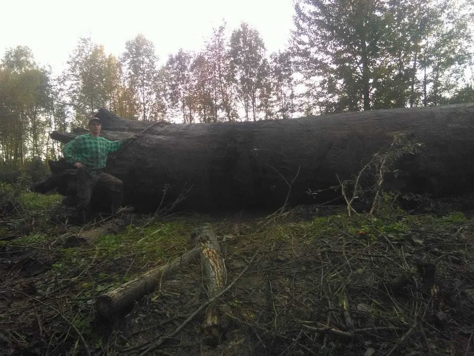 Deska czarny dąb