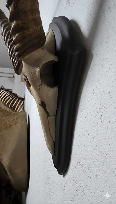 Troféu de Kobo Africano – Elegância Escultural
