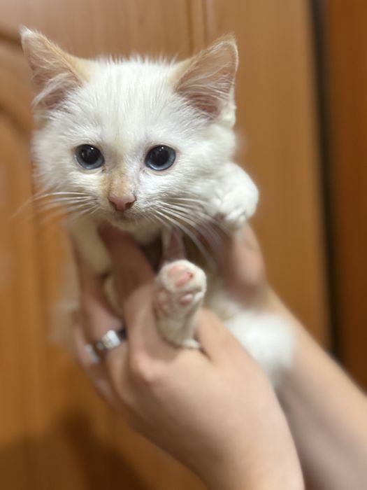 Кошеня дівчинка шукає сімʼю