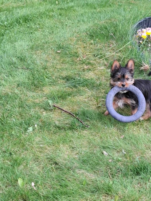Yorkshire Terrier z Rodowodem