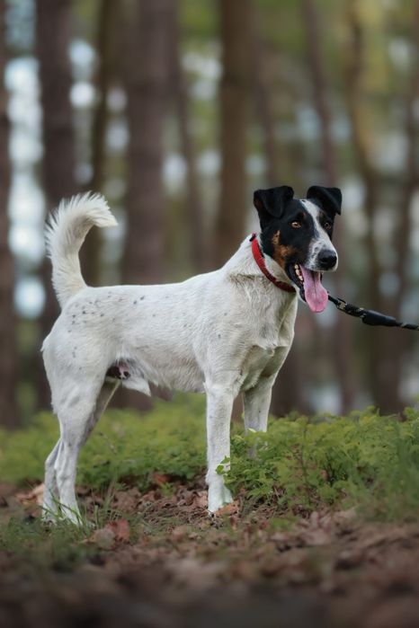 Majlo Fox Terrier do adopcji