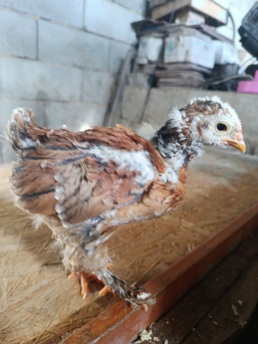 Brawmas perdiz .........