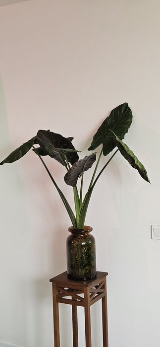 Алоказія Венті (Alocasia wentii)