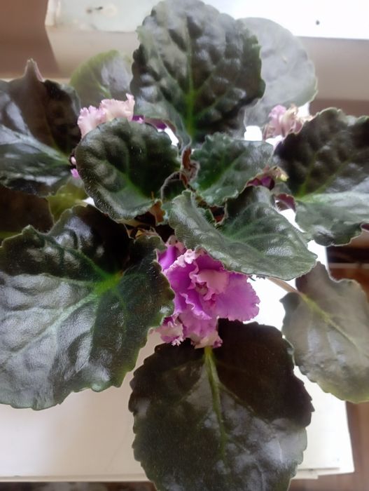 Фіалочки. Сеноплії