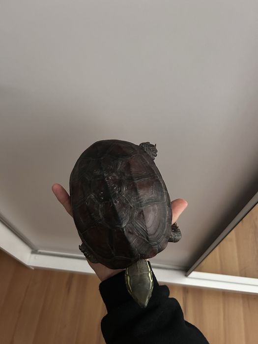 Żółw Chiński  (Mauremys sinensis)