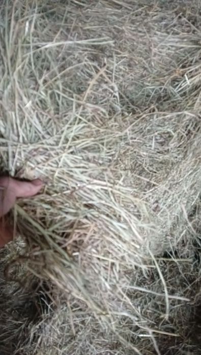 Sprzedam dobrej jakości siano
