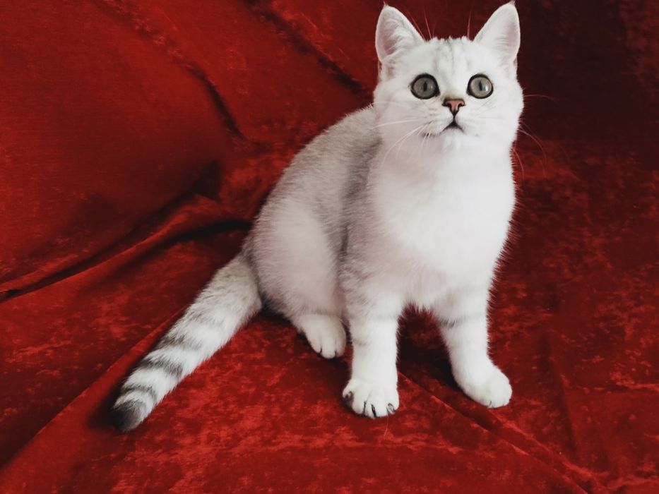 Серебристая шиншилла. Девочки. Купить в Киеве в Украине Питомник