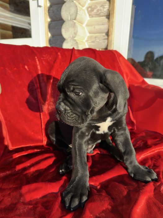 Чорний принц 2м Кане-Корсо