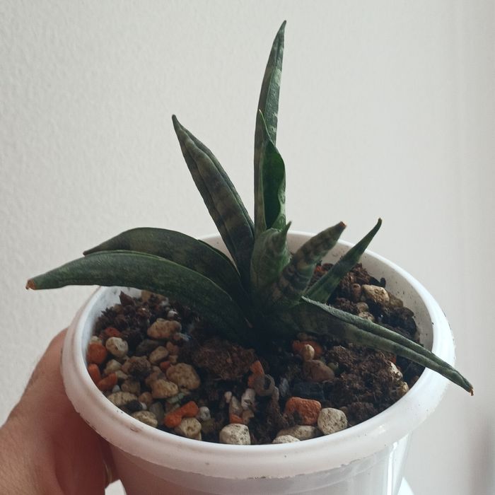 Sansevieria .Сансевієрія Bonselensis ,,Inti"