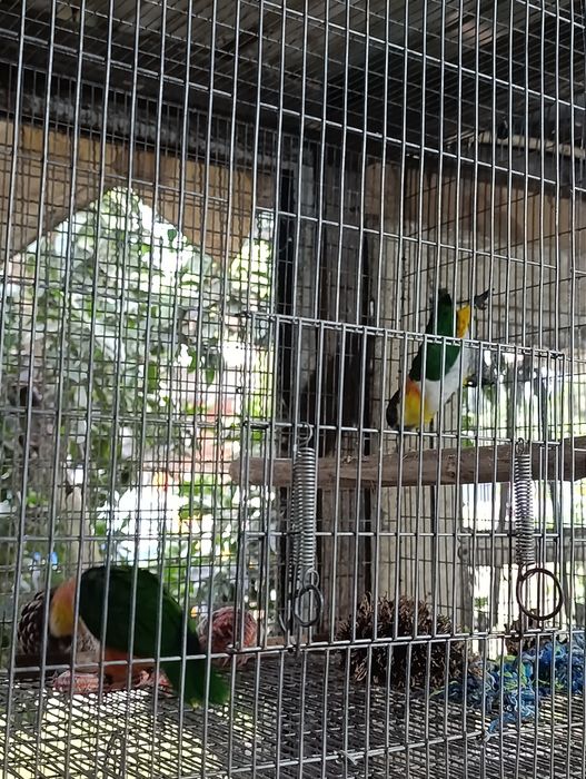 Casal Marianinhas cabeça preta