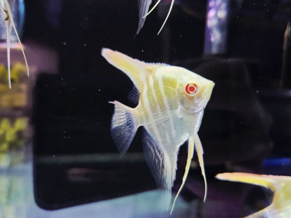 Skalar Dantum albino