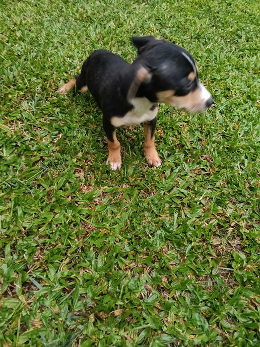 Pisncher macho lindo