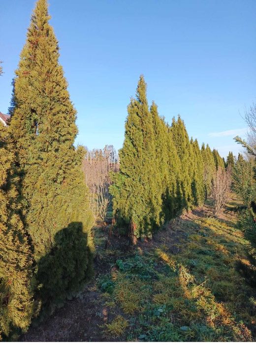 Krzewy wyprzedaż 30-150zł