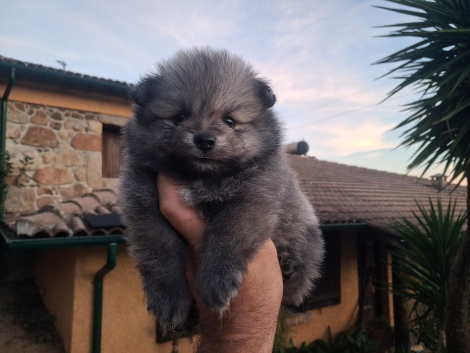 Spitz anão macho