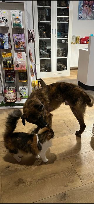 Neptunek szuka swojej chaty