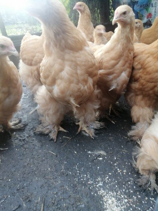 Продам півників кохінхін