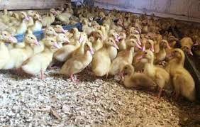 Бройлерні каченята,гусенята,індичата,курчата,кури несучки