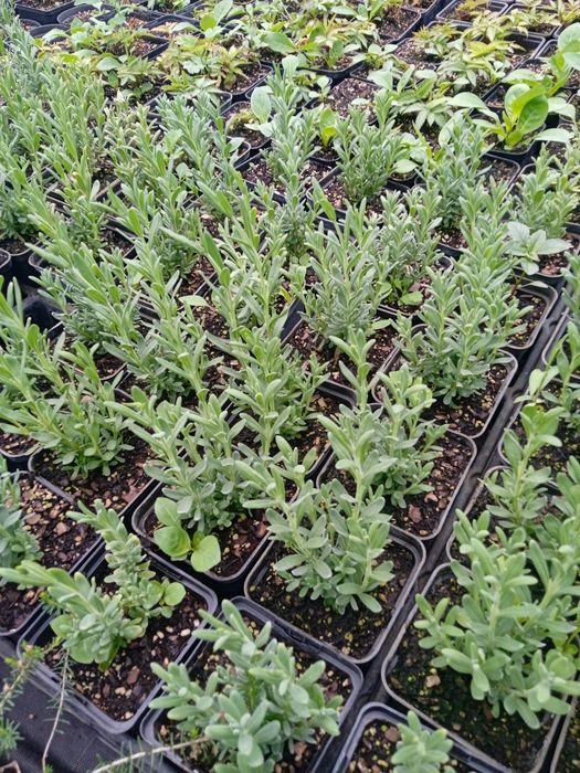 Лаванда квітуча , в контейнері  *Misterry*