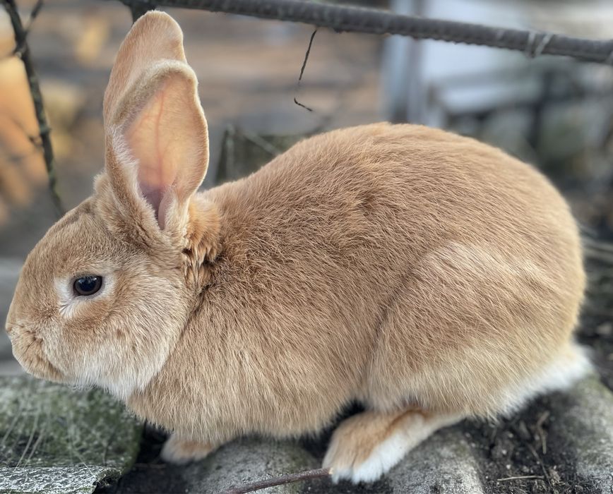 Кролики (самці і самички )