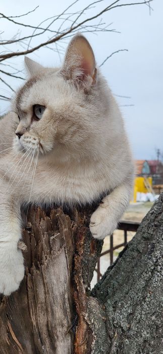 Кошечка серебристая шиншила