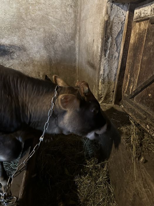 Телиця вісім місяців