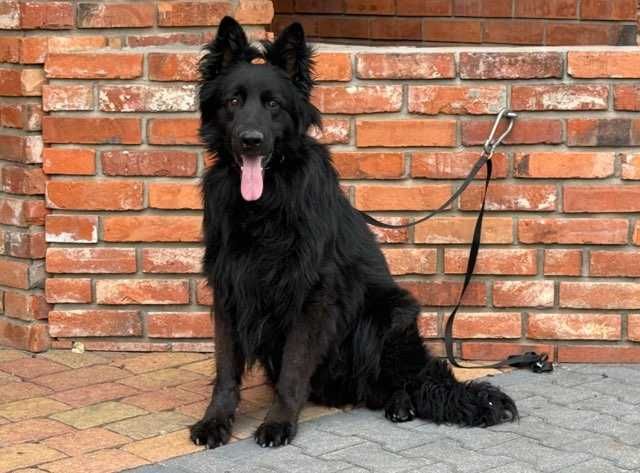 Owczarek Niemiecki  długowłosy czarny
