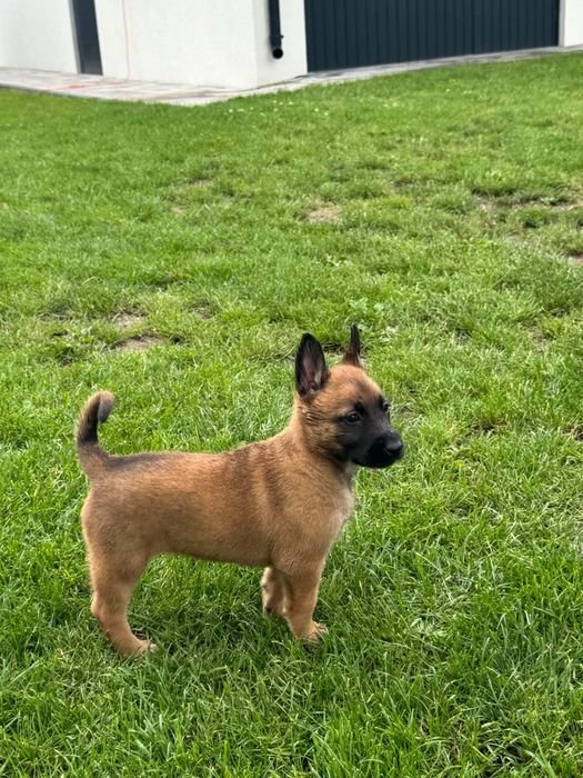 Zapowiedź Miotu Belgian Malinois K9
