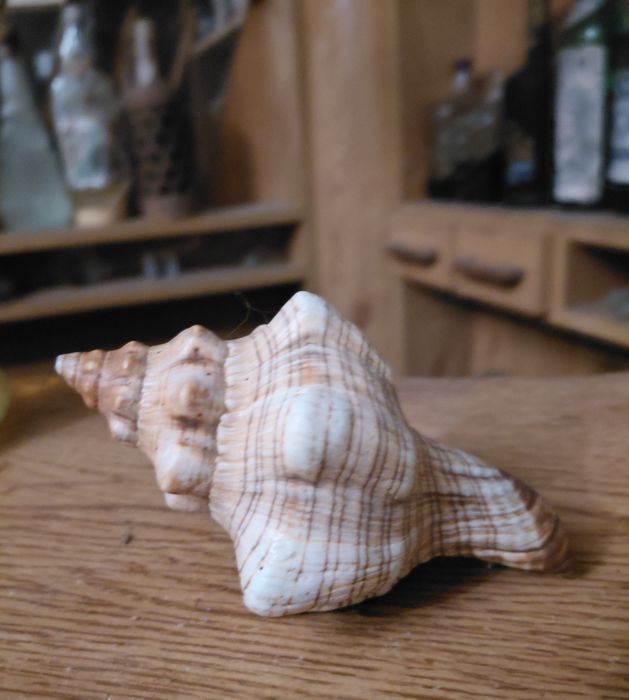 Búzio 15cm (como novo)