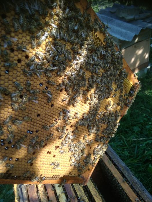 Відводки, бджоли.