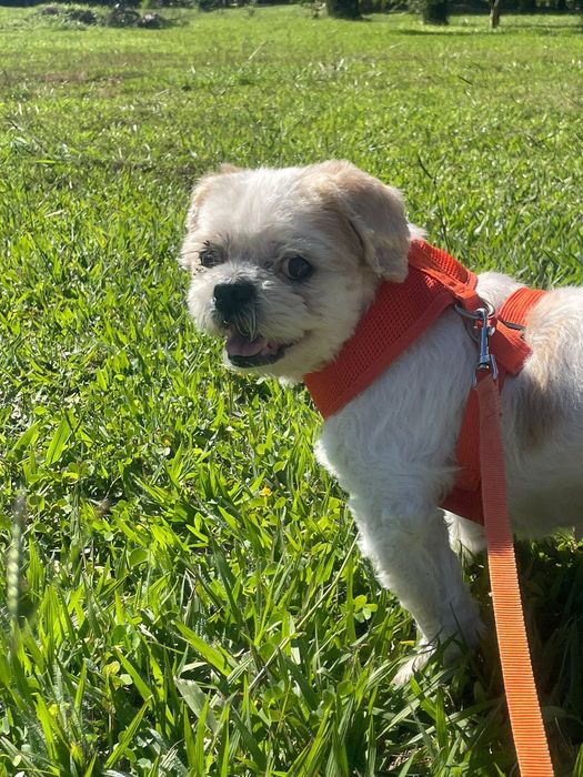 Pet sitting and Dog walking