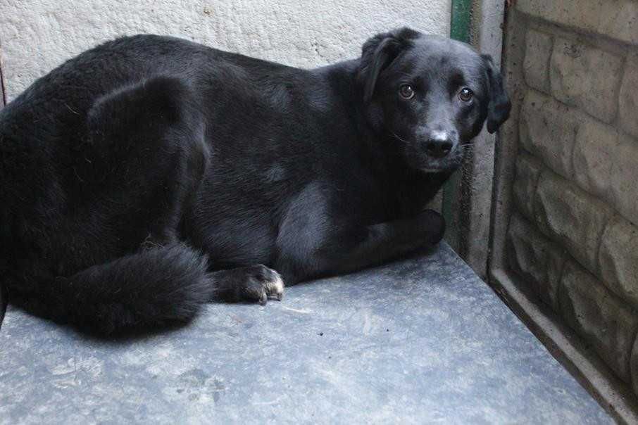800499 Wituś do adopcji.