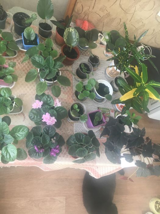 Домашні молоді фіалки , гарні .