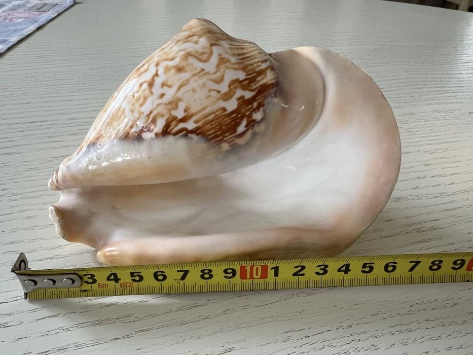 Морские ракушки большие и средние