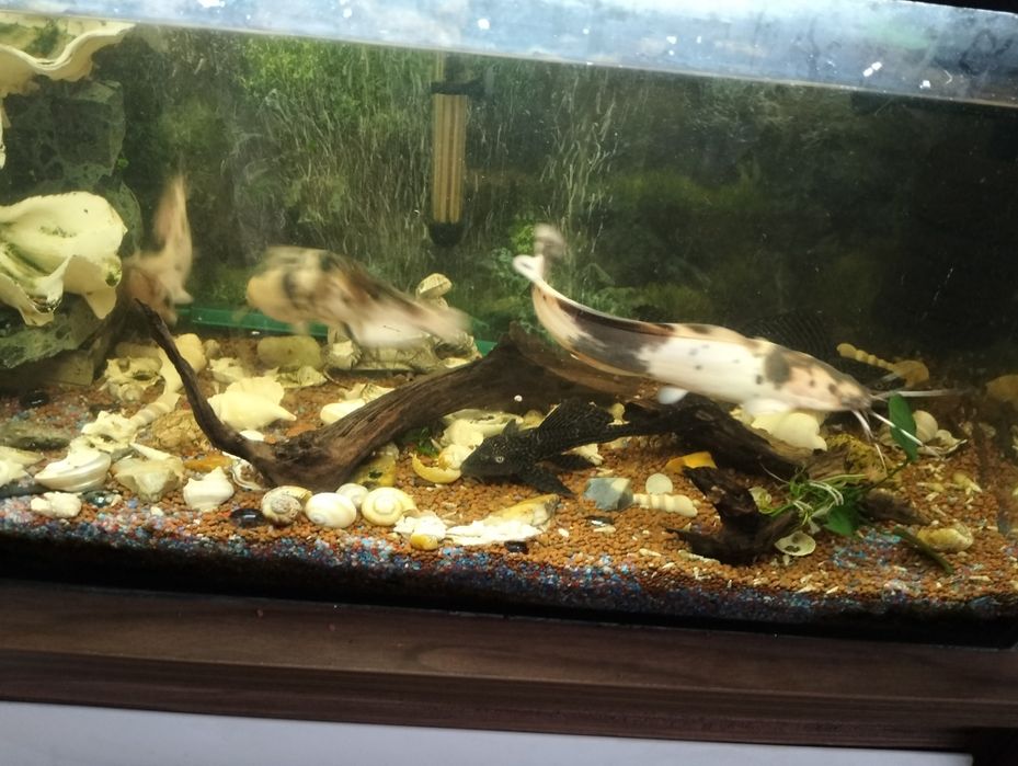 Rybki do akwarium zamienię sprzedam