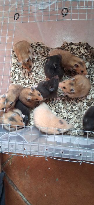 Hamsters para venda