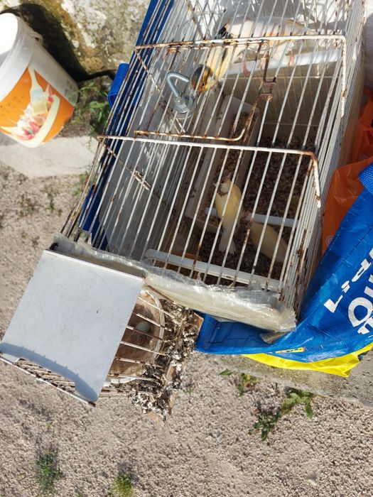 Vendo ultimos canarios 2025