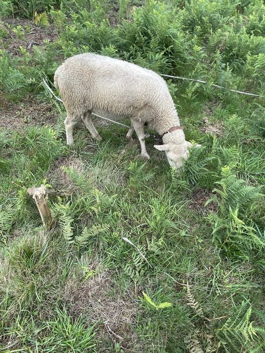 Ovelha a venda gravida