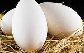 Продам інкубаційне гусяче яйце