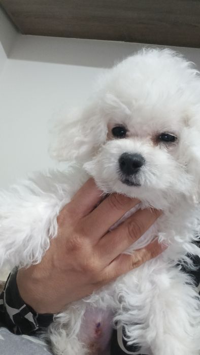 Bichon frise suczka  FCI ZKwP